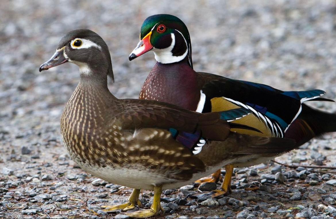 Wood Duck - Aix