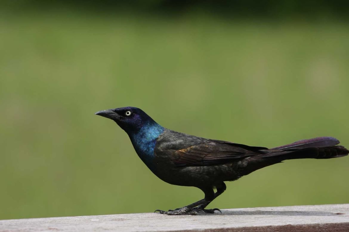 Common Grackle - Quiscalus