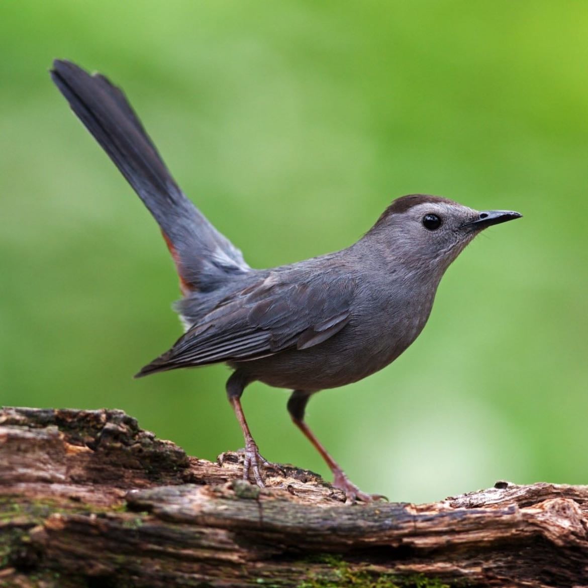 Gray Catbird - Dumetella