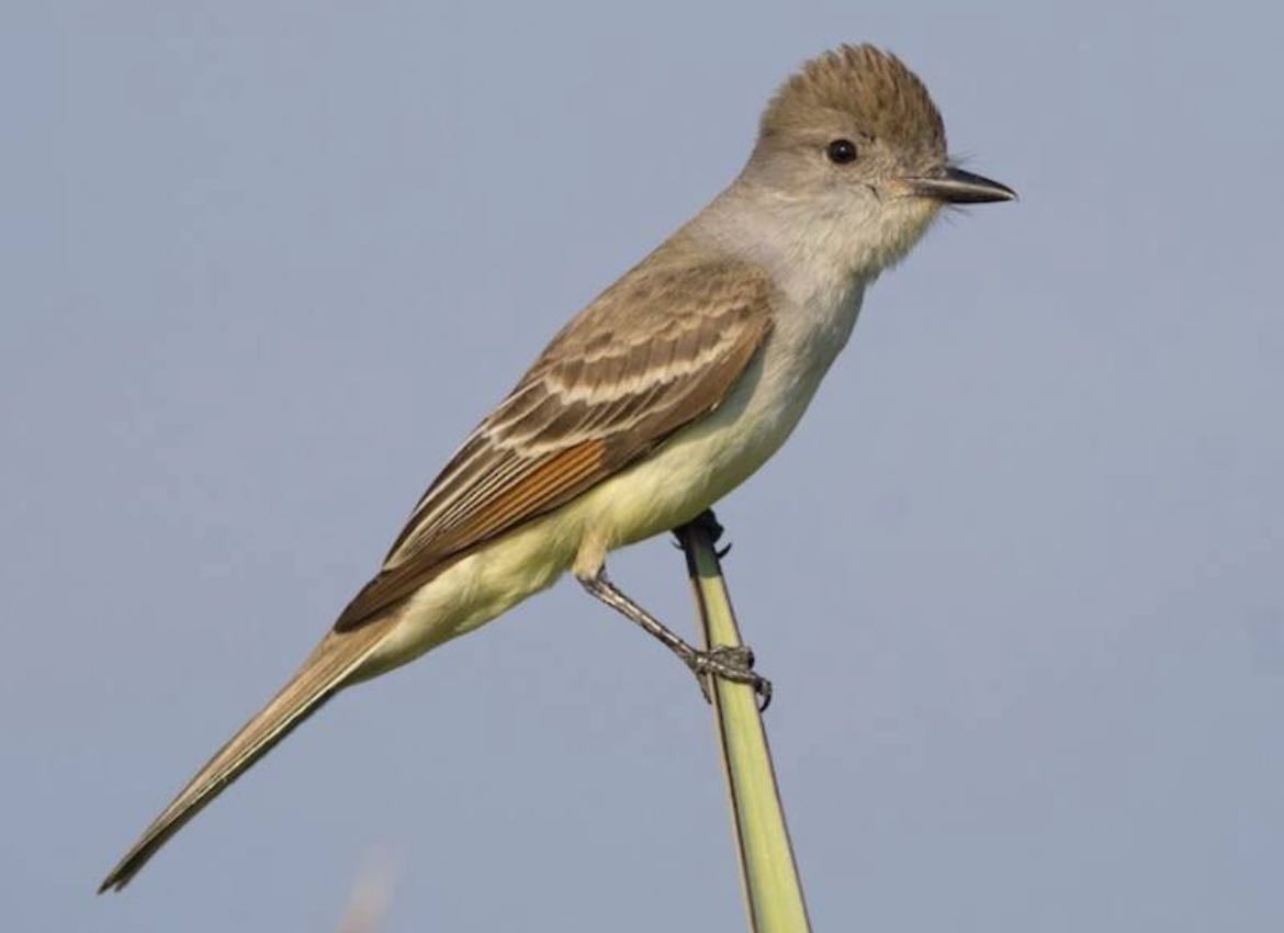 Ash-Throated Flycatcher - Myiarchus