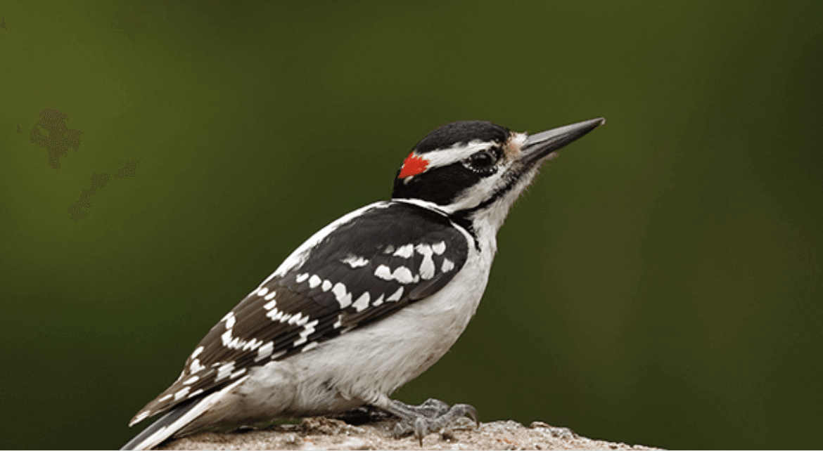 Hairy Woodpecker - Dryobates