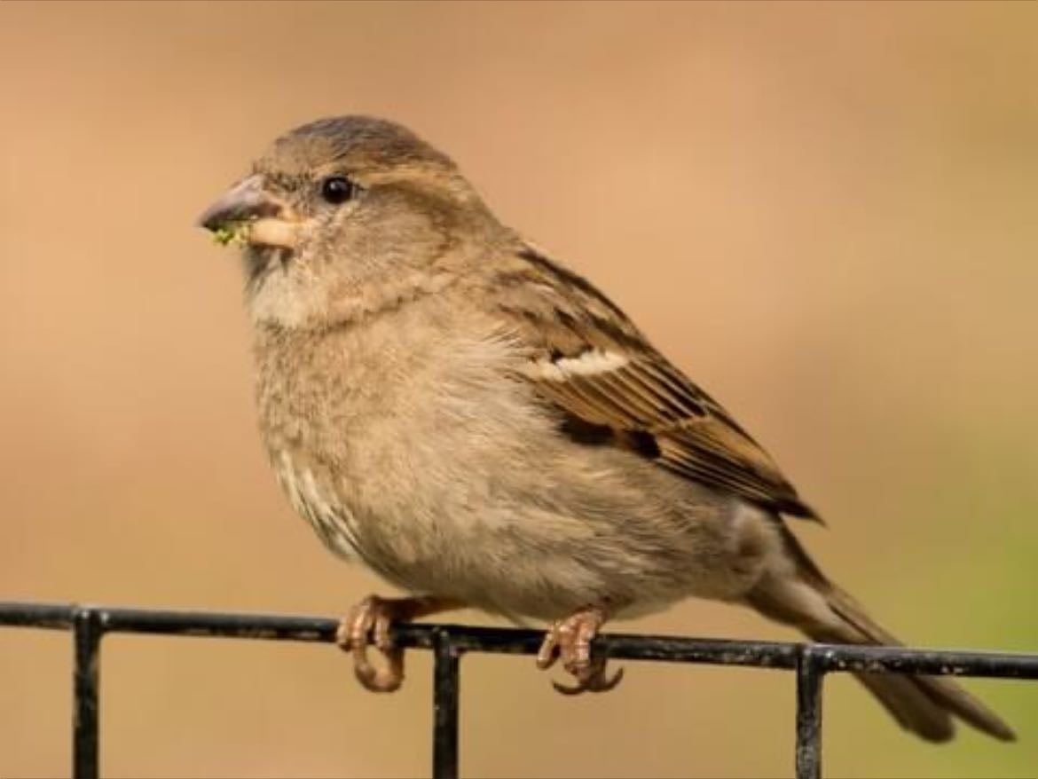 House Sparrow - Passer