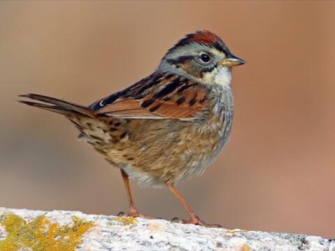 Swamp Sparrow - Melospiza