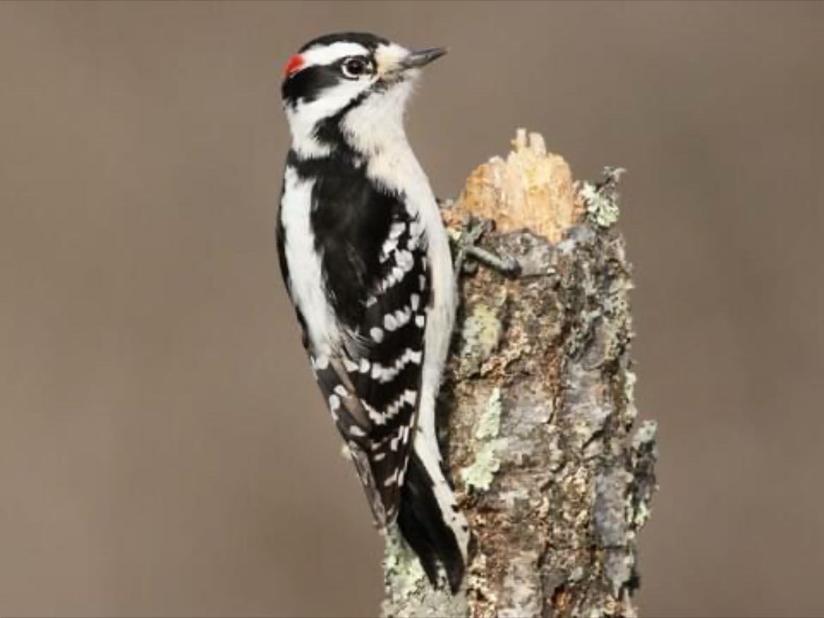 Downy Woodpecker - Dryobates