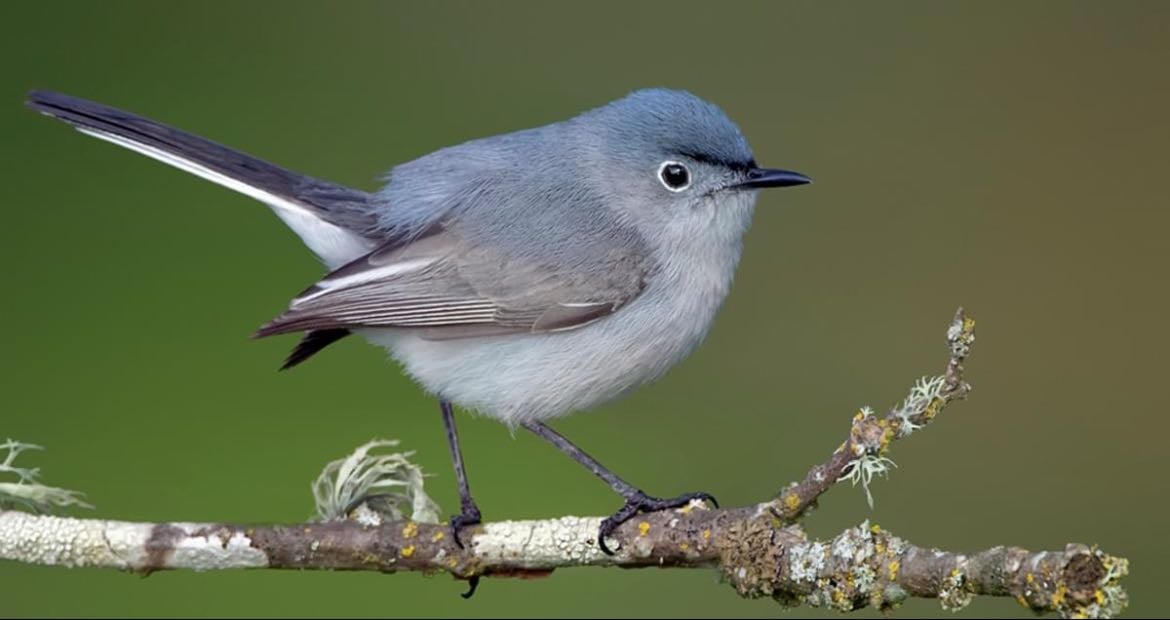 Blue-gray catcher - Polioptila