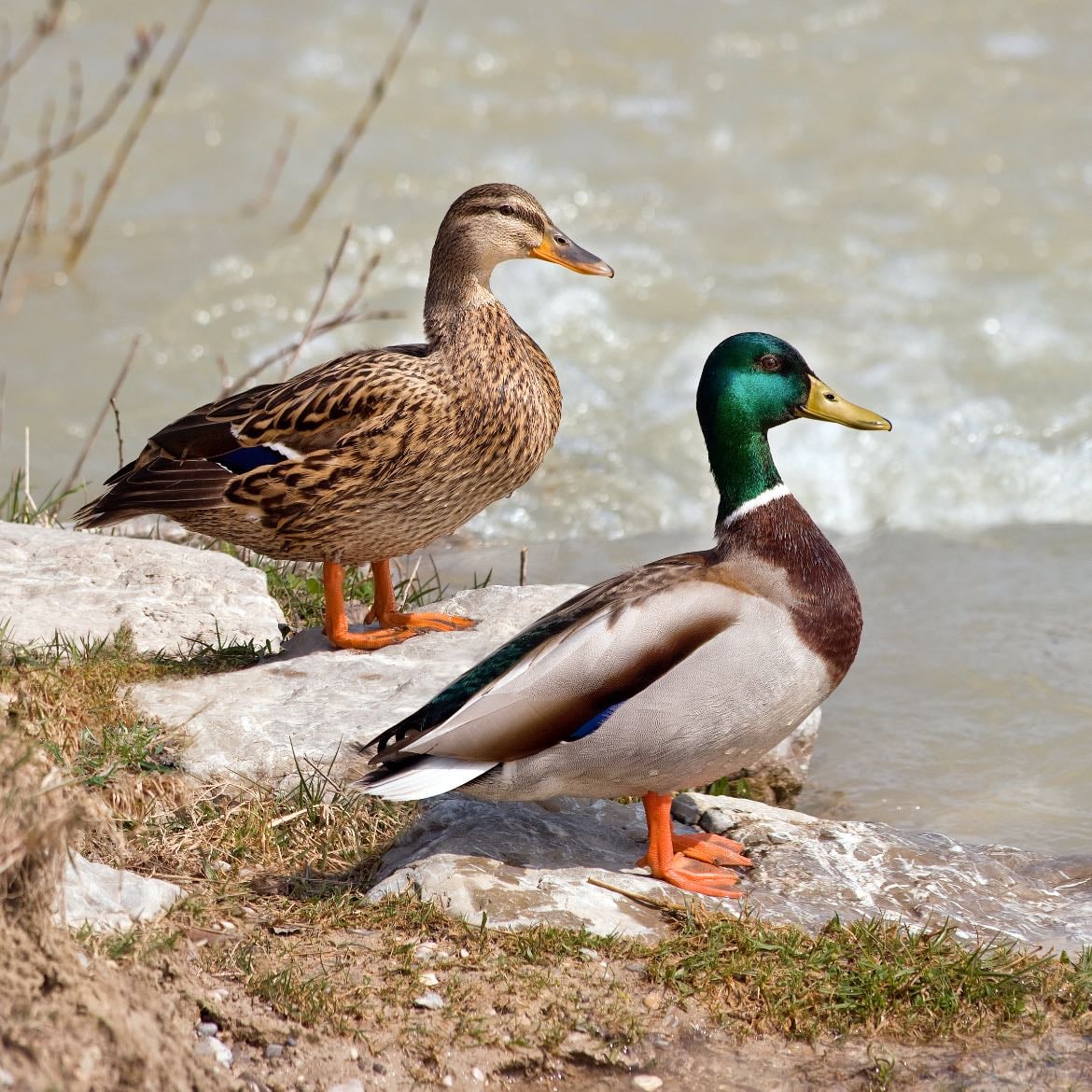 Mallard - Anas