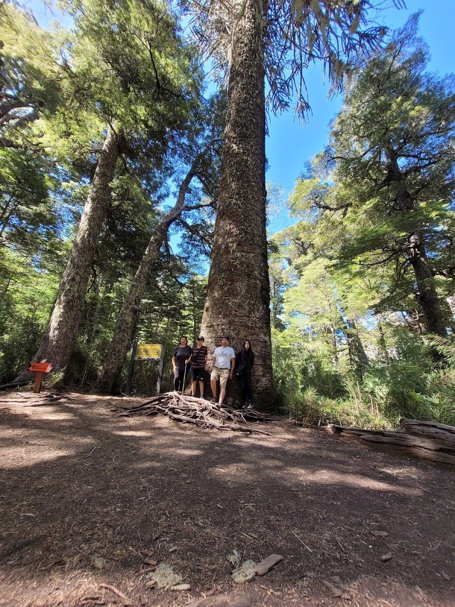 Araucaria Madre