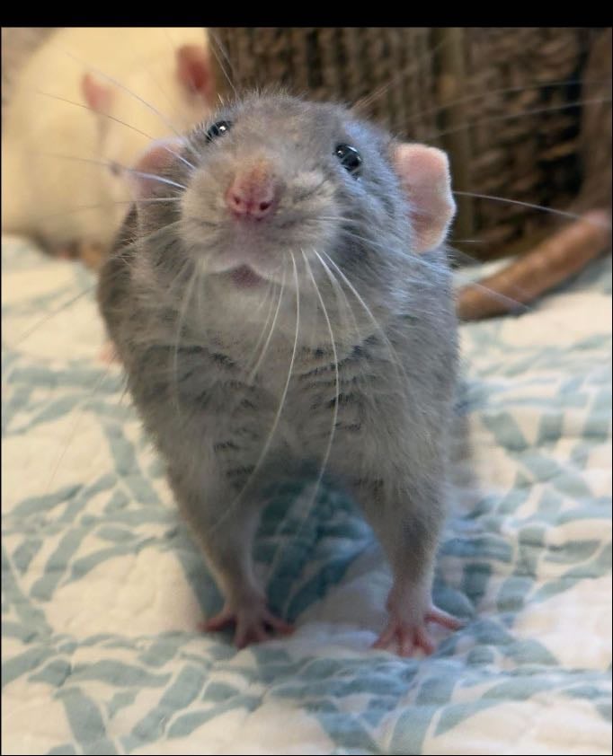 rat