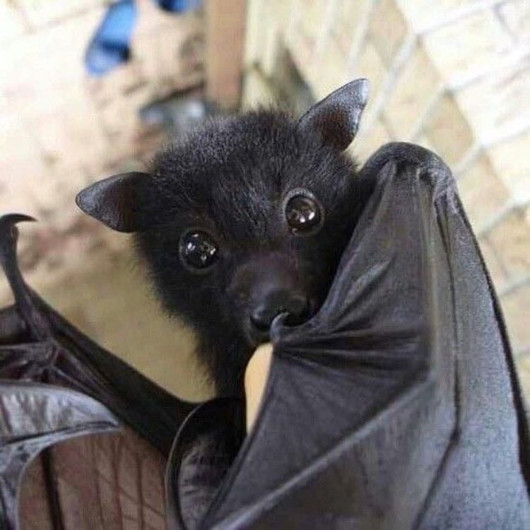 bat