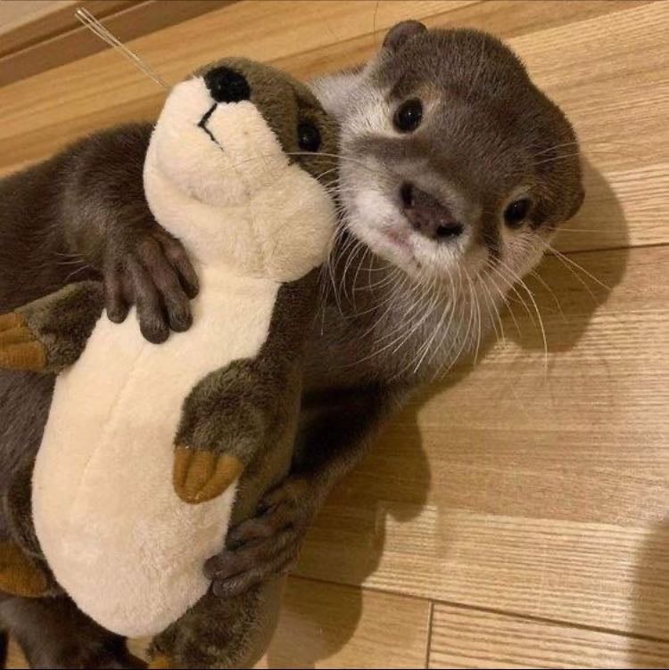 otter