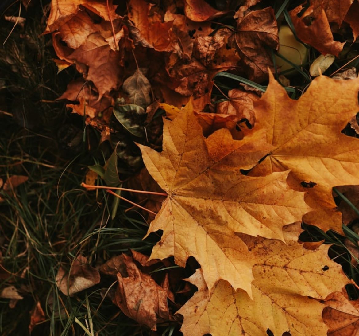 autumn watchlist 🍂☕️