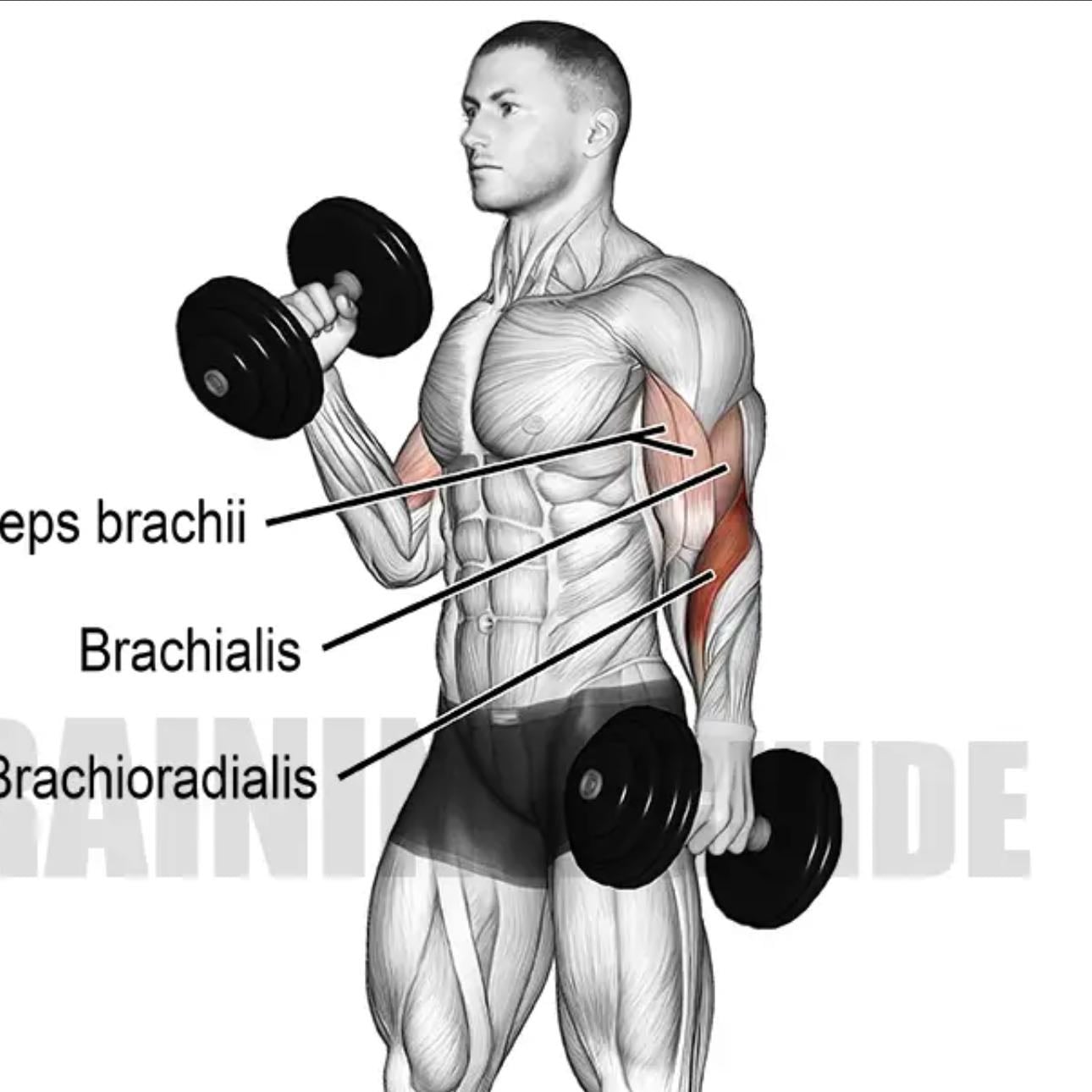dumbell hammer curl