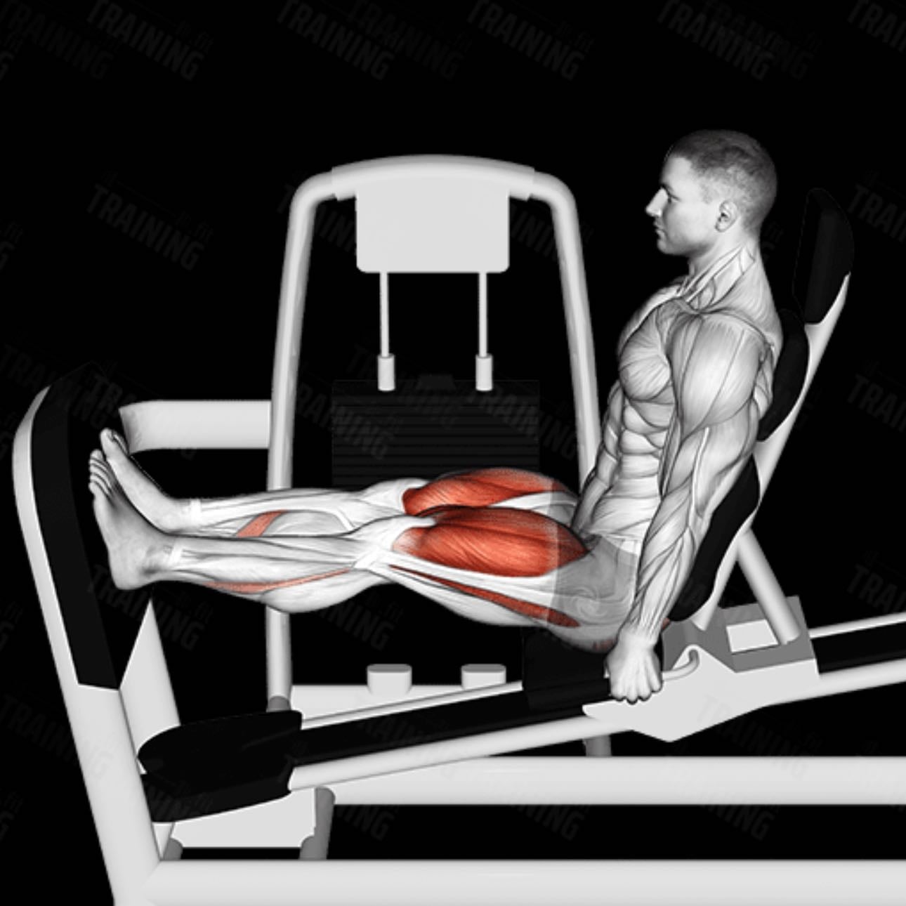 leg press