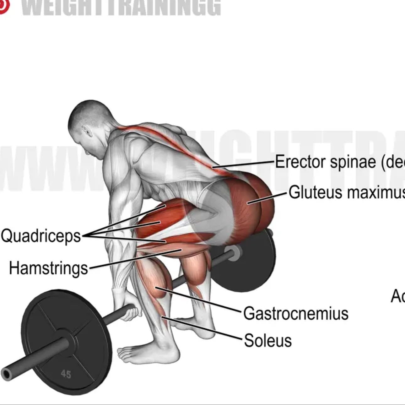 deadlift