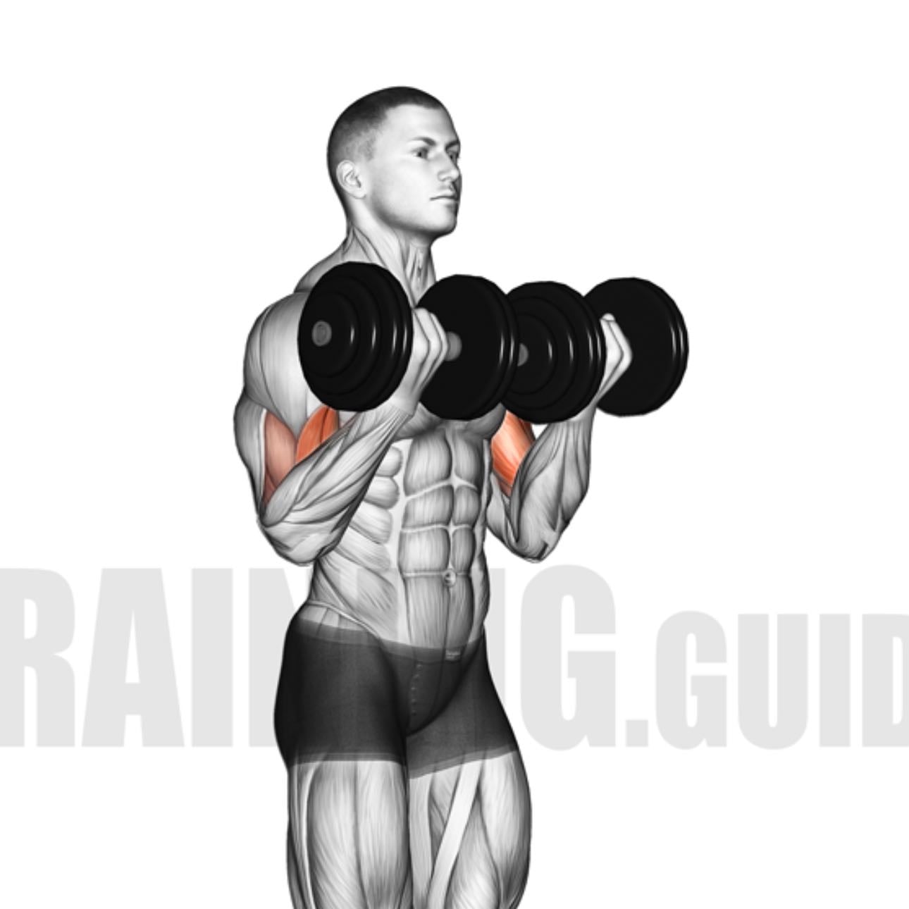 arm curls