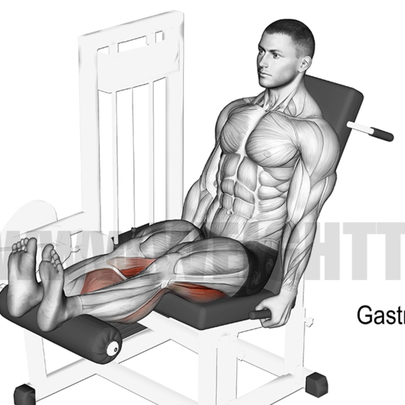 leg curl