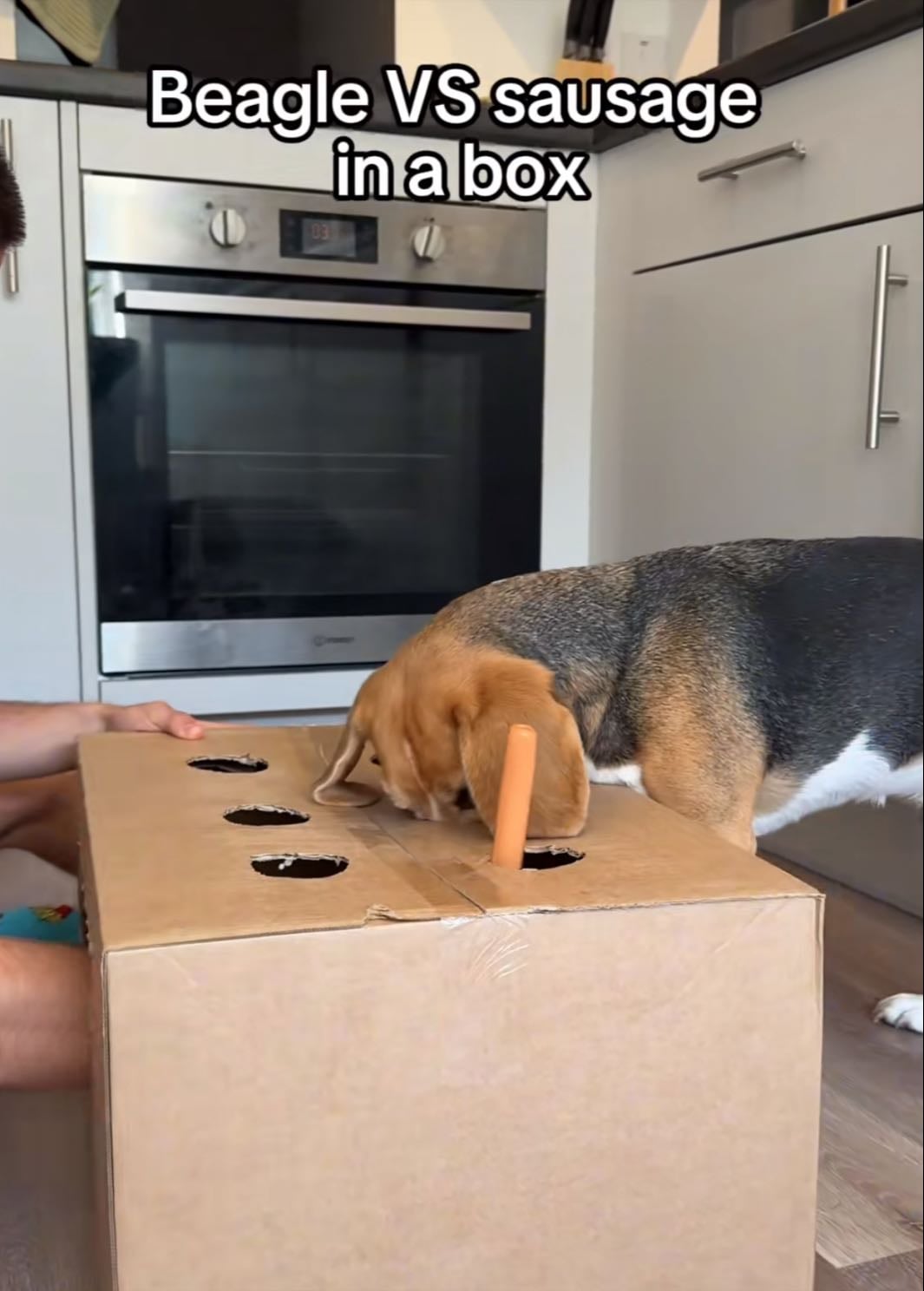 Training dog
