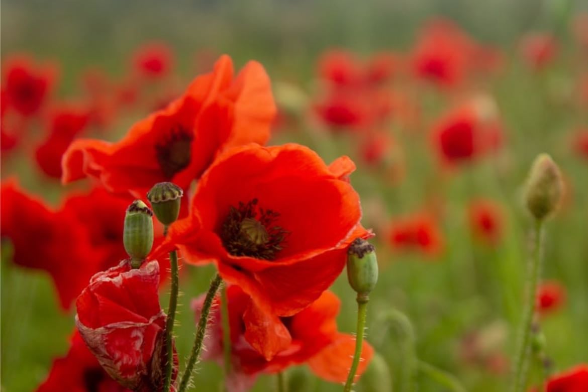 poppy - (unikko)