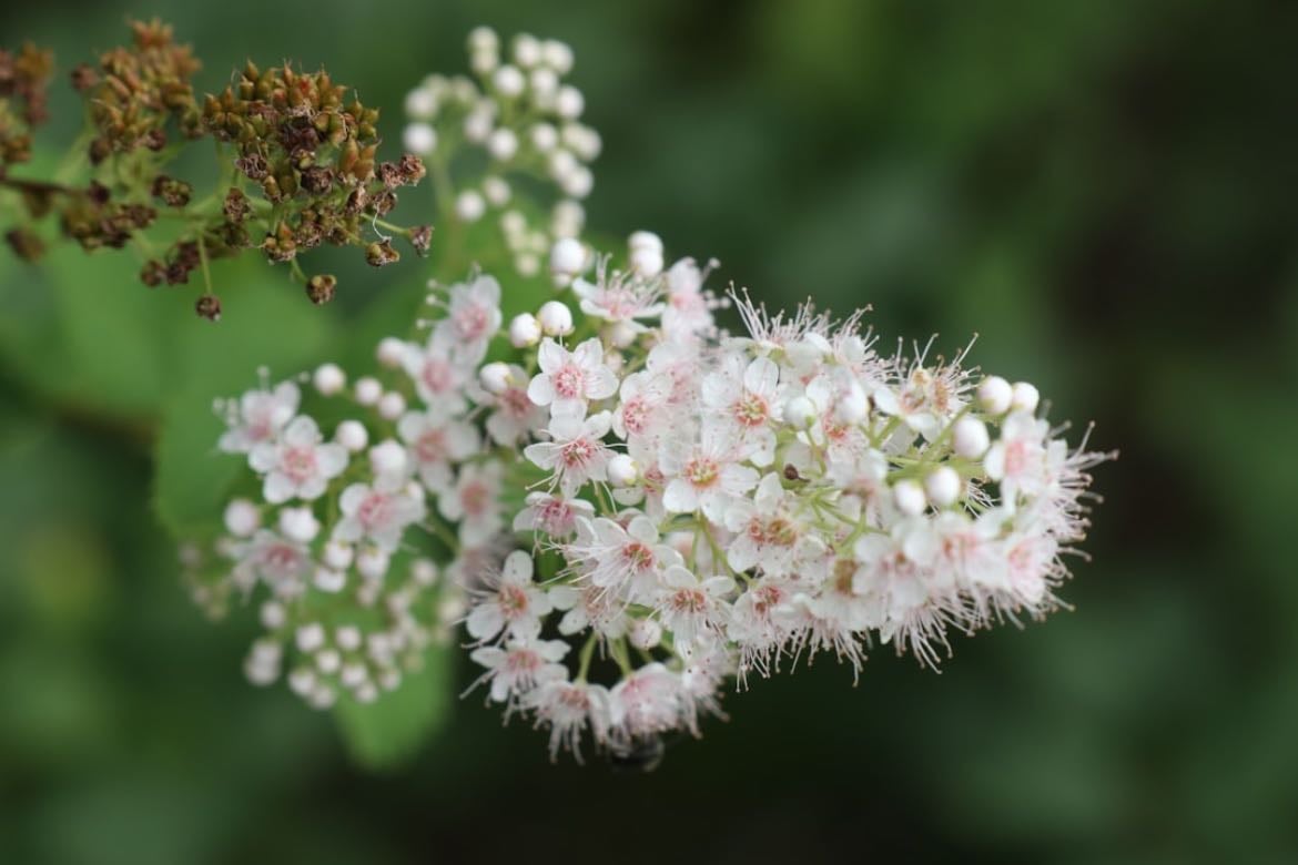 meadowsweet - (mesiangervo)