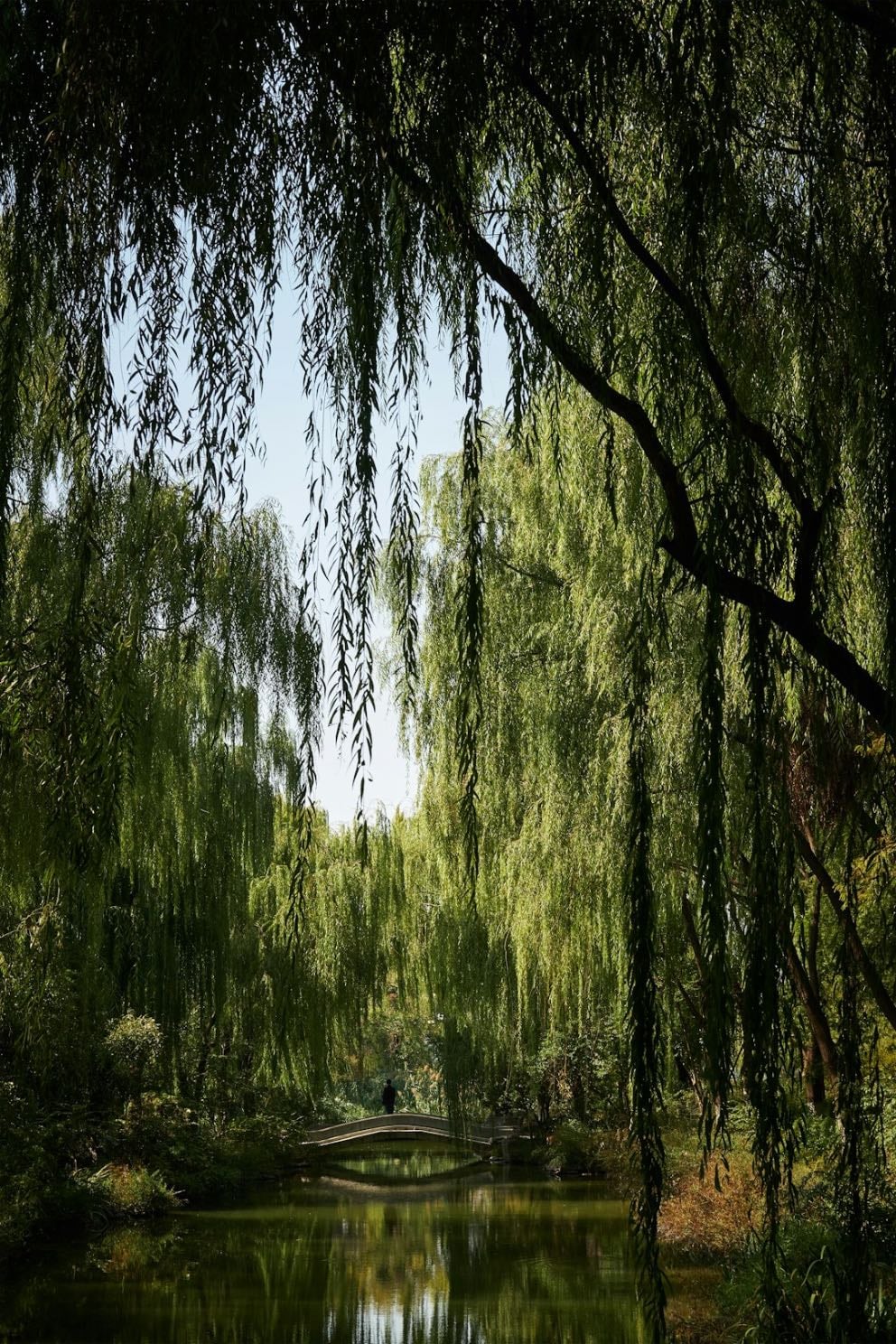 weeping willow - (itkusalava)