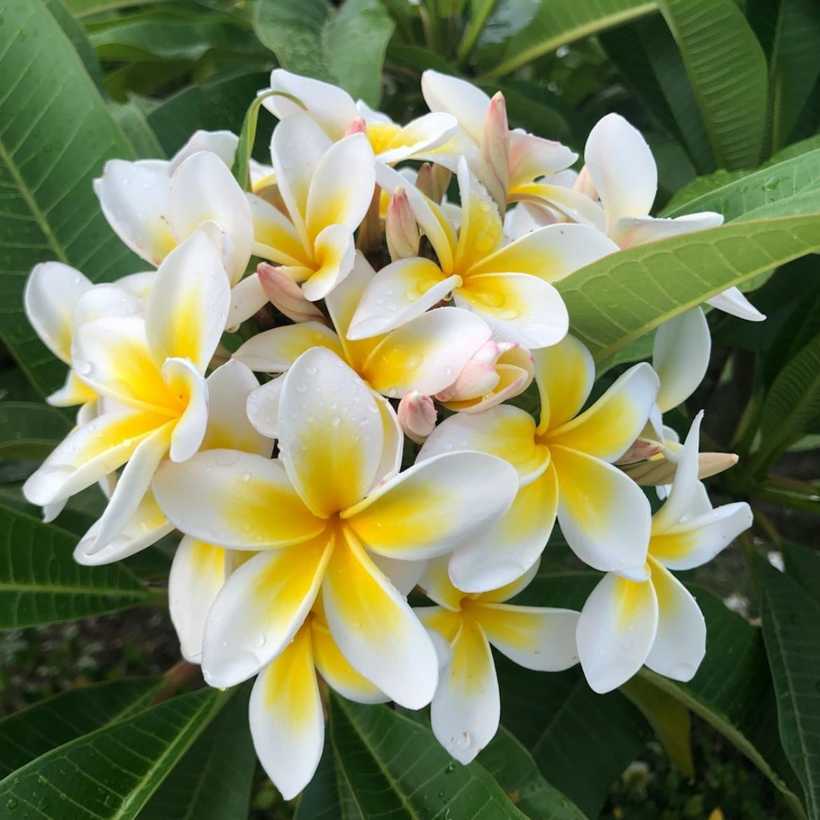 frangipani - (temppelipuu)
