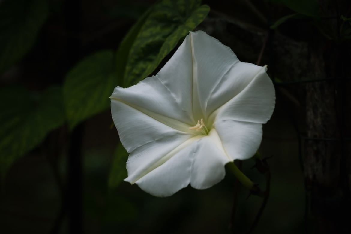 moonflower - white tropical morning glory
(kuuelämänlanka)
