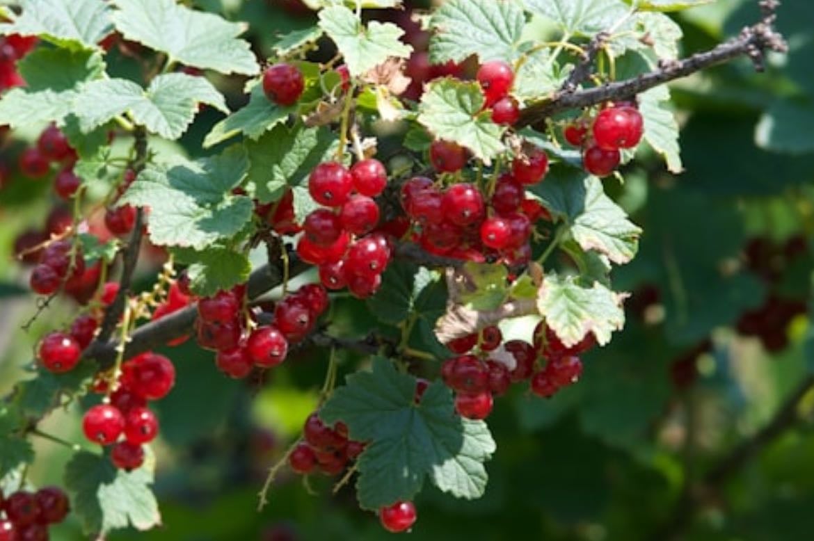 redcurrant - (punaviinimarja)