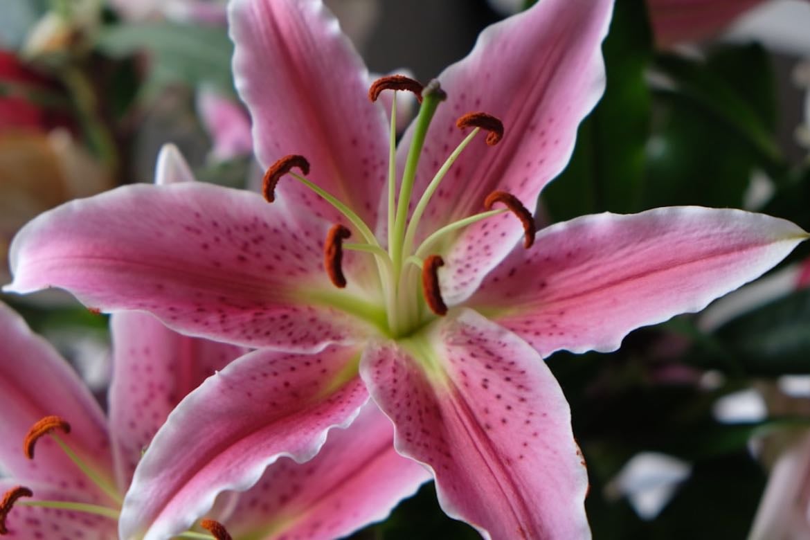 lily - (lilja)