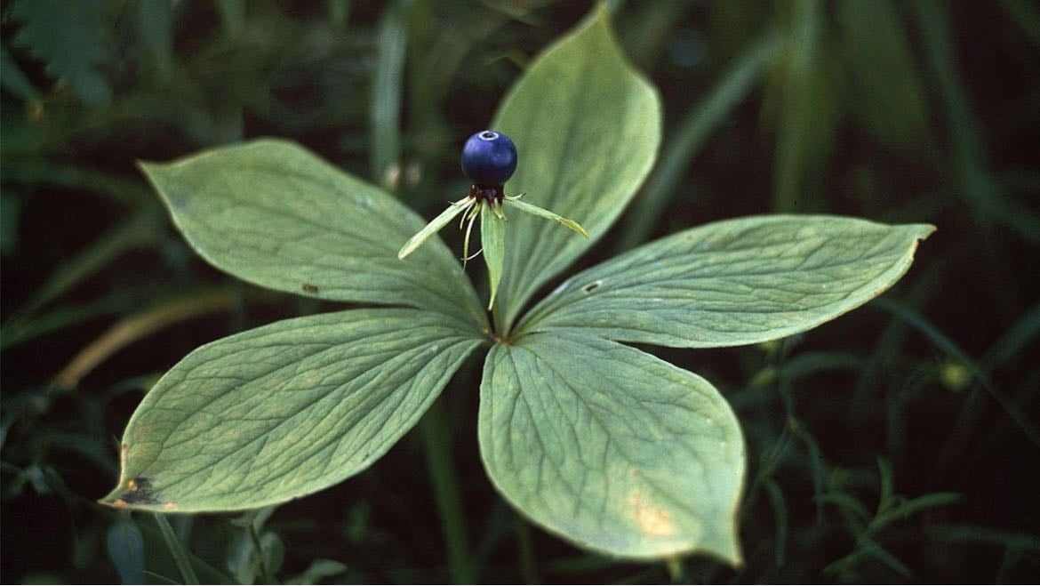 herb-paris - true lover’s knot or paris quadrifolia
(sudenmarja)