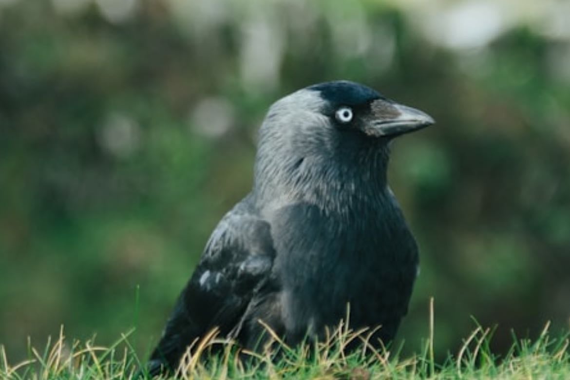 jackdaws