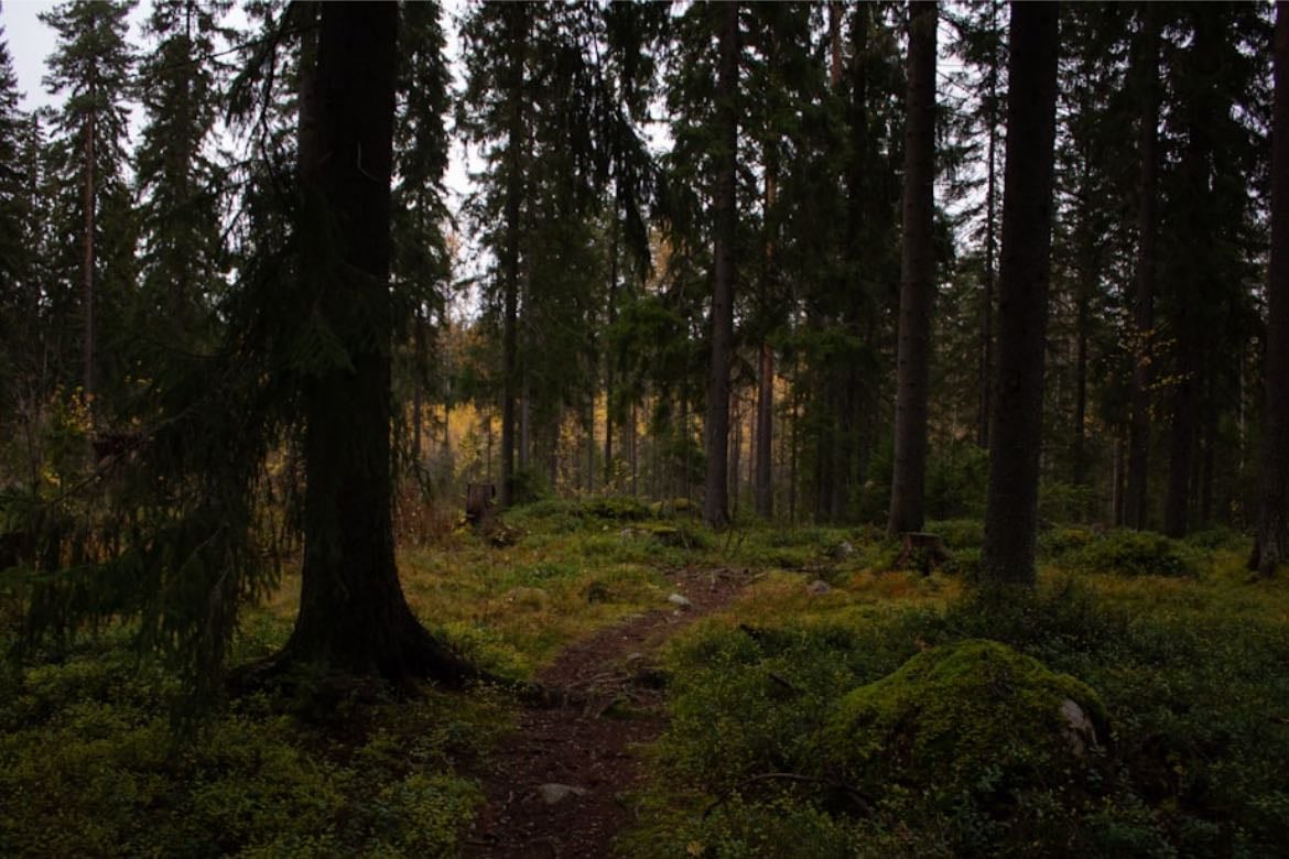 the woods