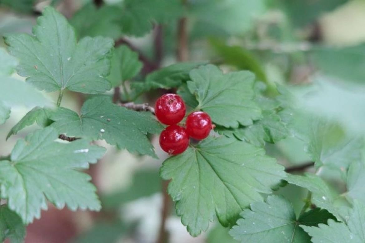 mountain currant - (taikinamarja)