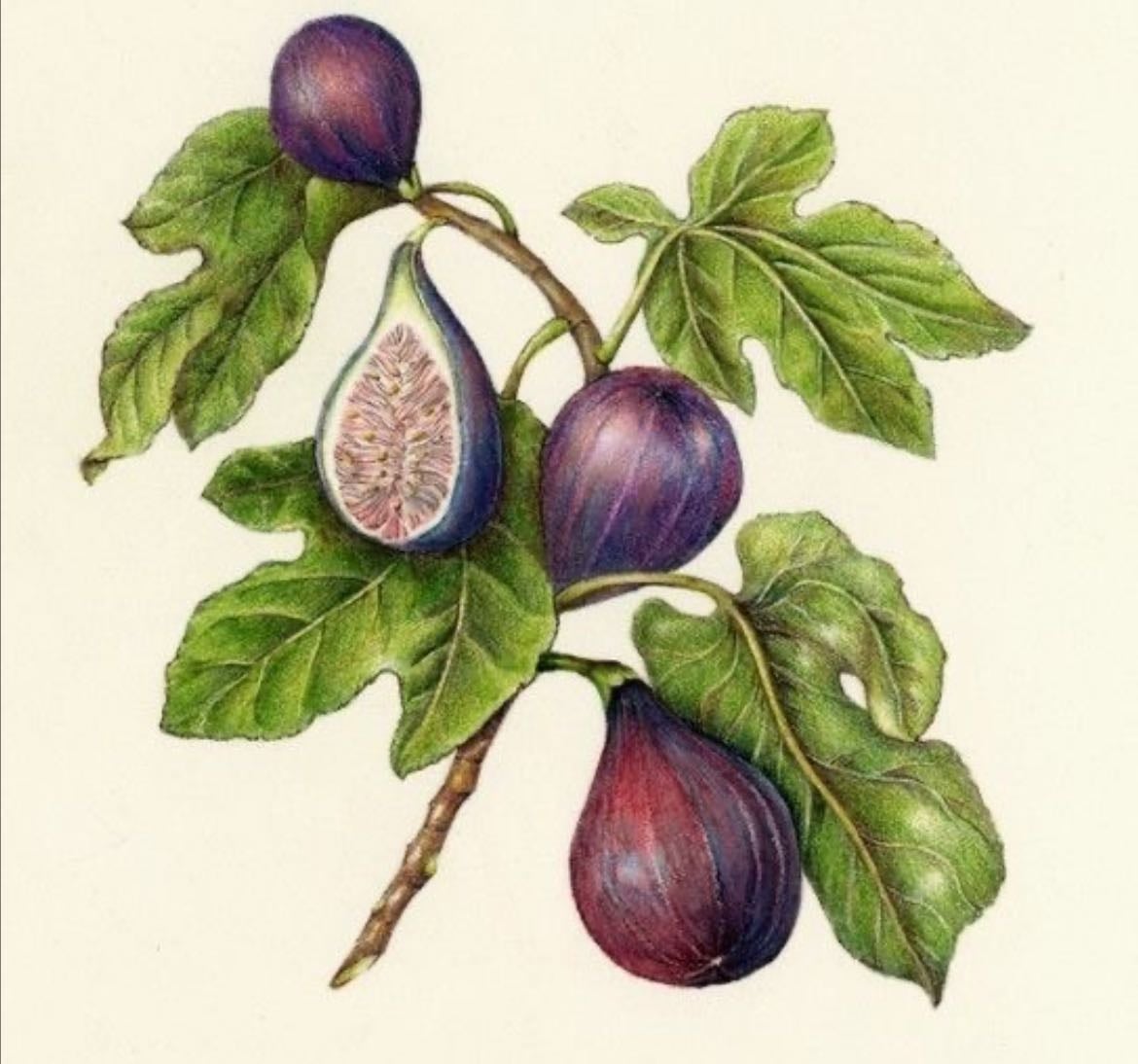 Fig tree - Other hypelist by Regina Hernández Núñez