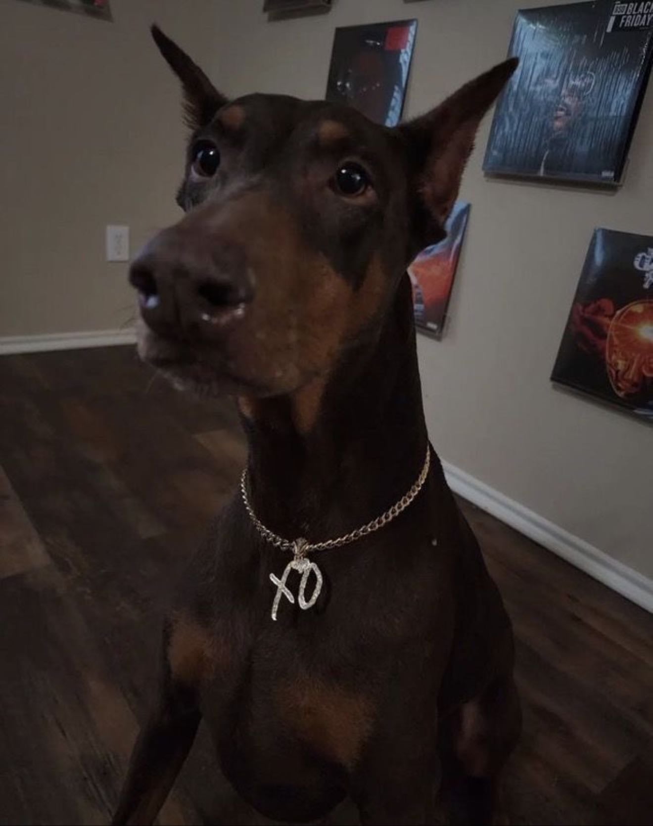 Dobermans