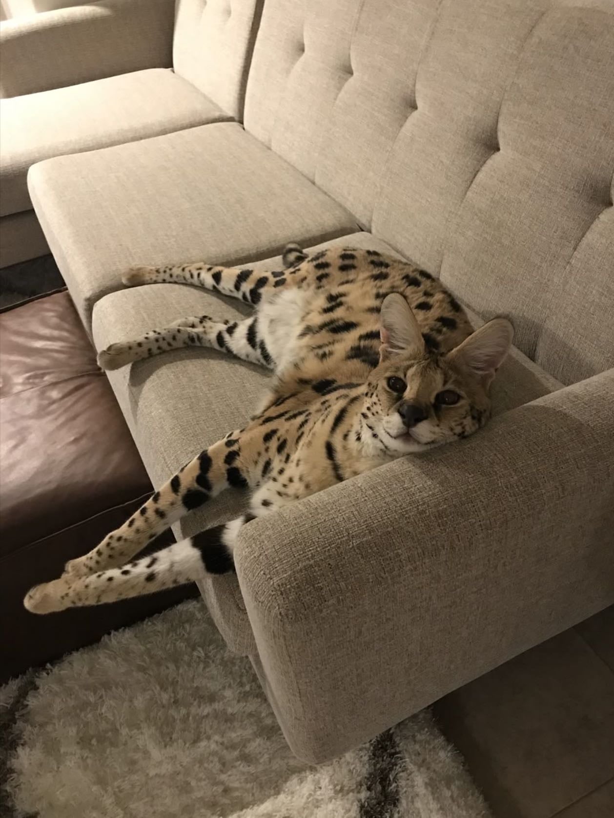 Savannah Cats
