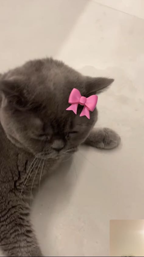 Annoying my cat 😸