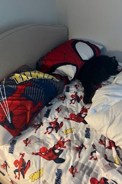 Draps Spiderman