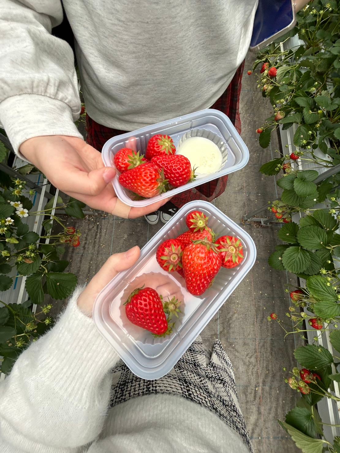 いちご狩り🍓 - 初のいちご狩り‼️予約の時間に間に合うように全力ダッシュしてちょー楽しかっ🎶✨