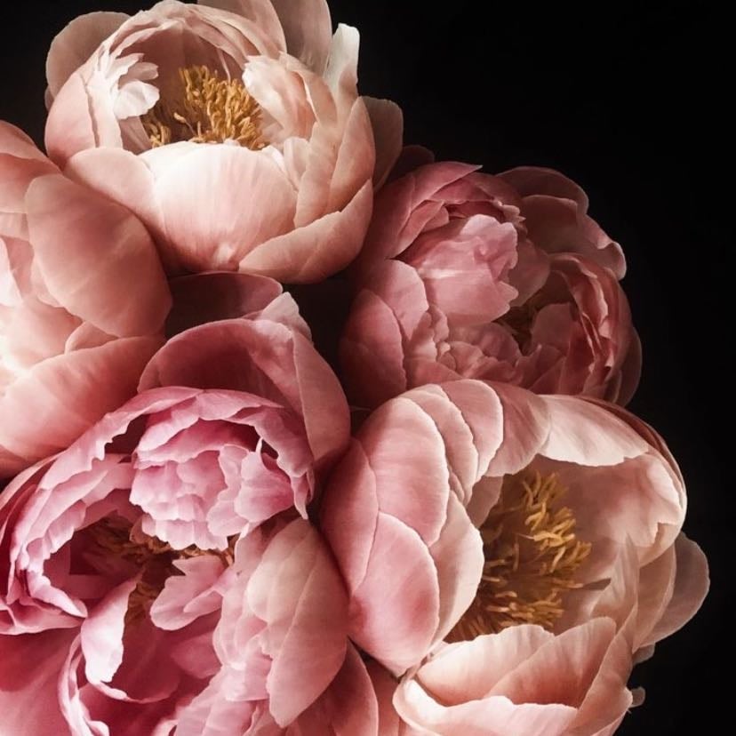 Peonia rosa