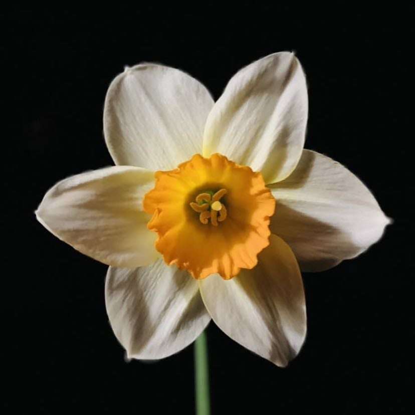 Narciso - Flor característica de el mes de diciembre