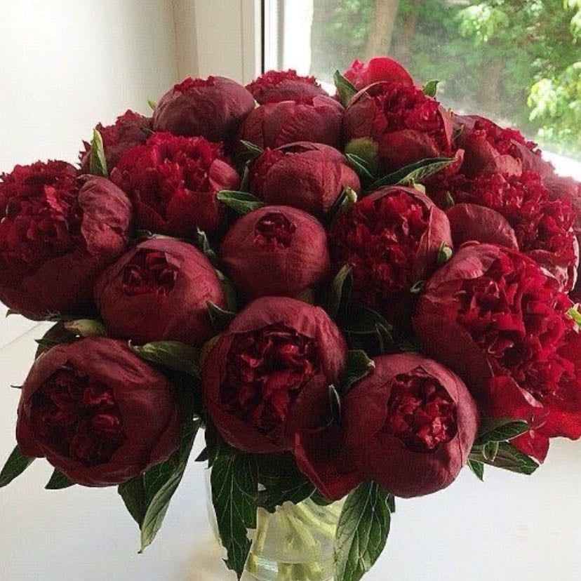 Peonias rojas