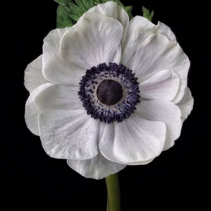 Anémona blanca