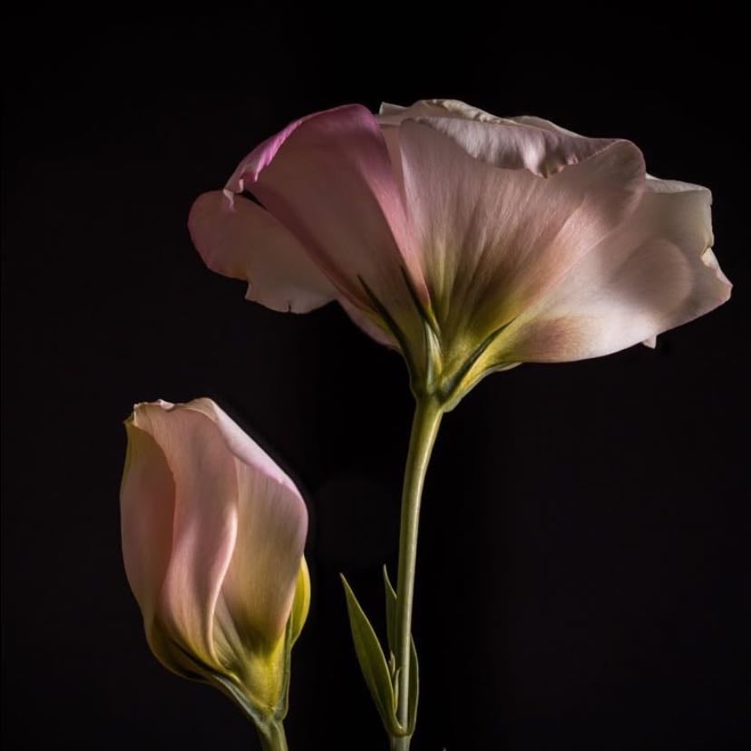 Lisianthus