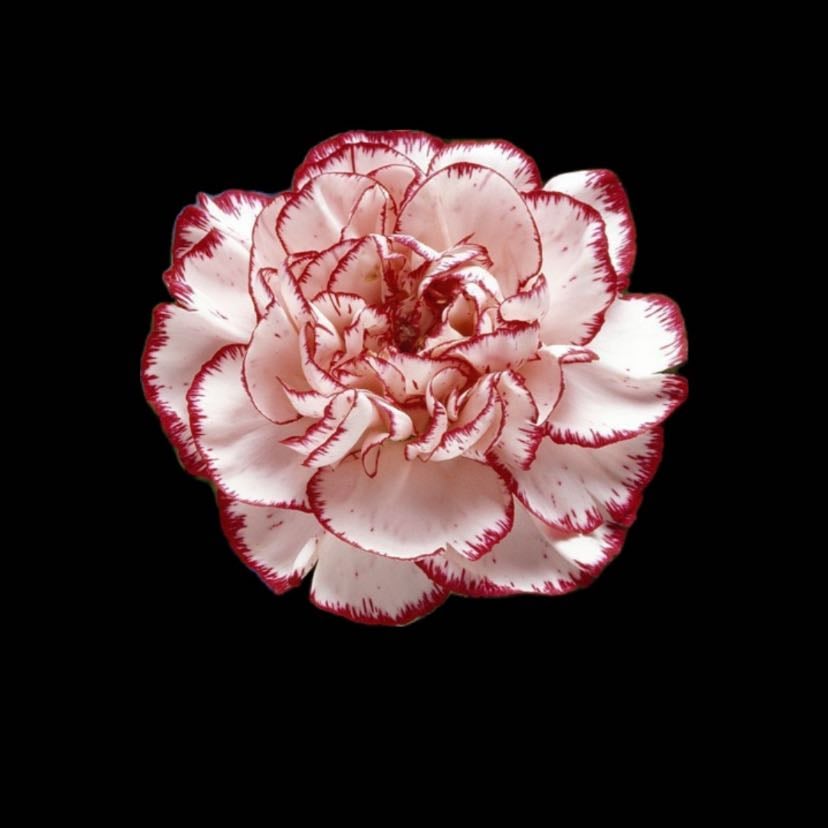 Claveles - Flor característica del signo zodiacal sagitario