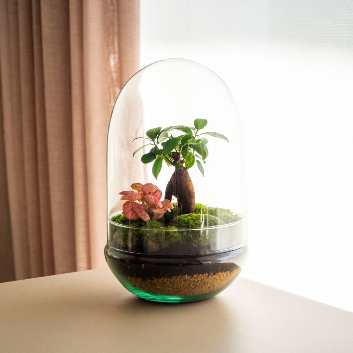 Omotesando Plants - Kokedama