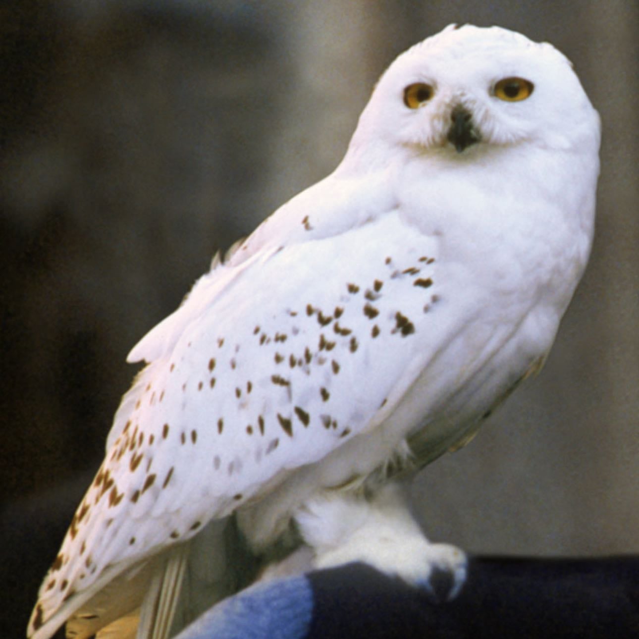 hedwig - again duh
