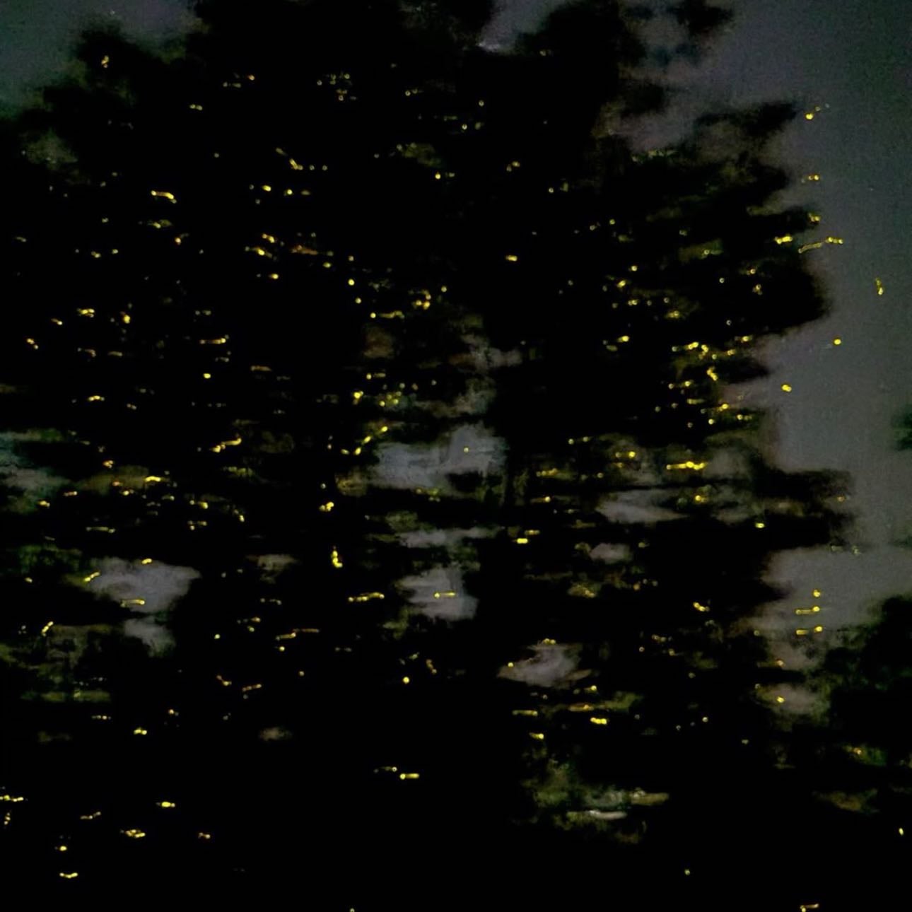 fireflies