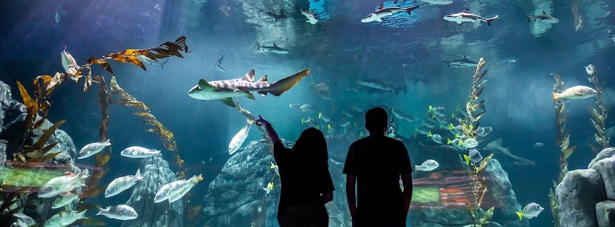 Acuario Michin CDMX