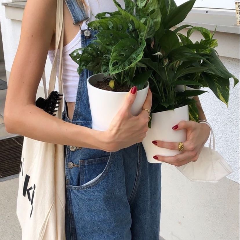 Visita un vivero y compra una planta