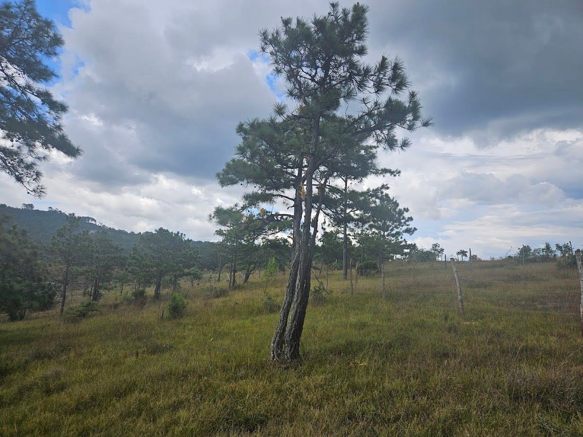 Bosque Enano